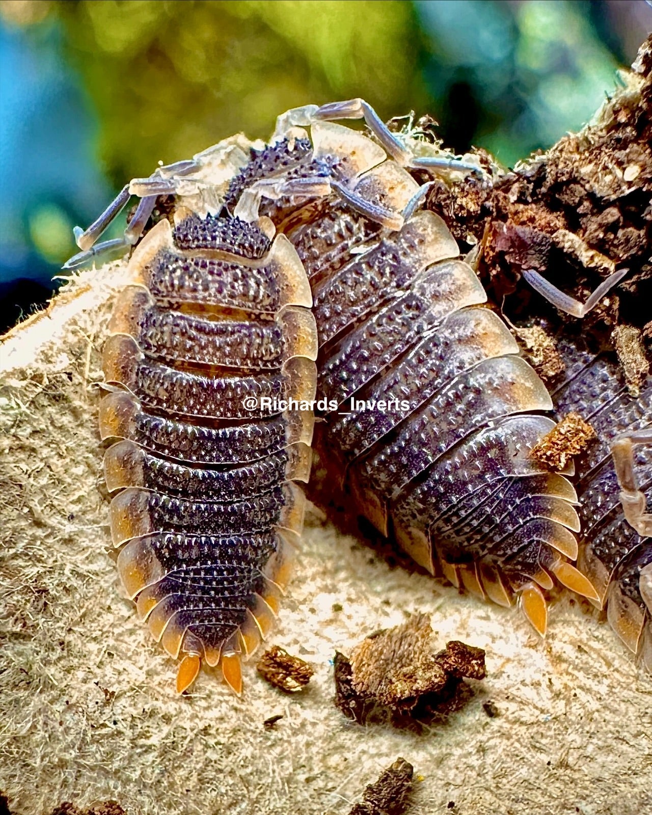 Shark Skin Isopod "Red Skirt", (Porcellio echinatus) - Richard’s Inverts