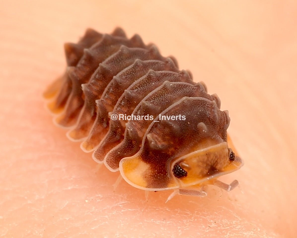 Shiny Gator Isopods For Sale | Richard's Inverts