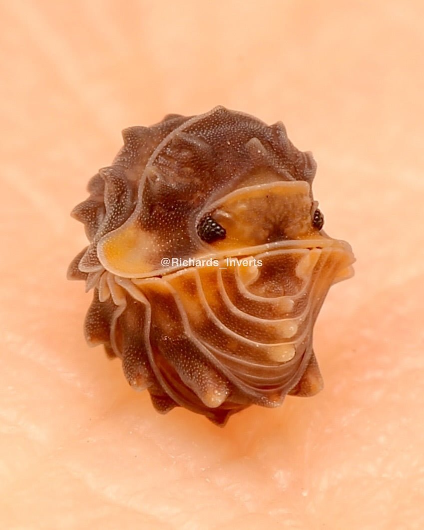 Shiny Gator Isopods For Sale | Richard's Inverts