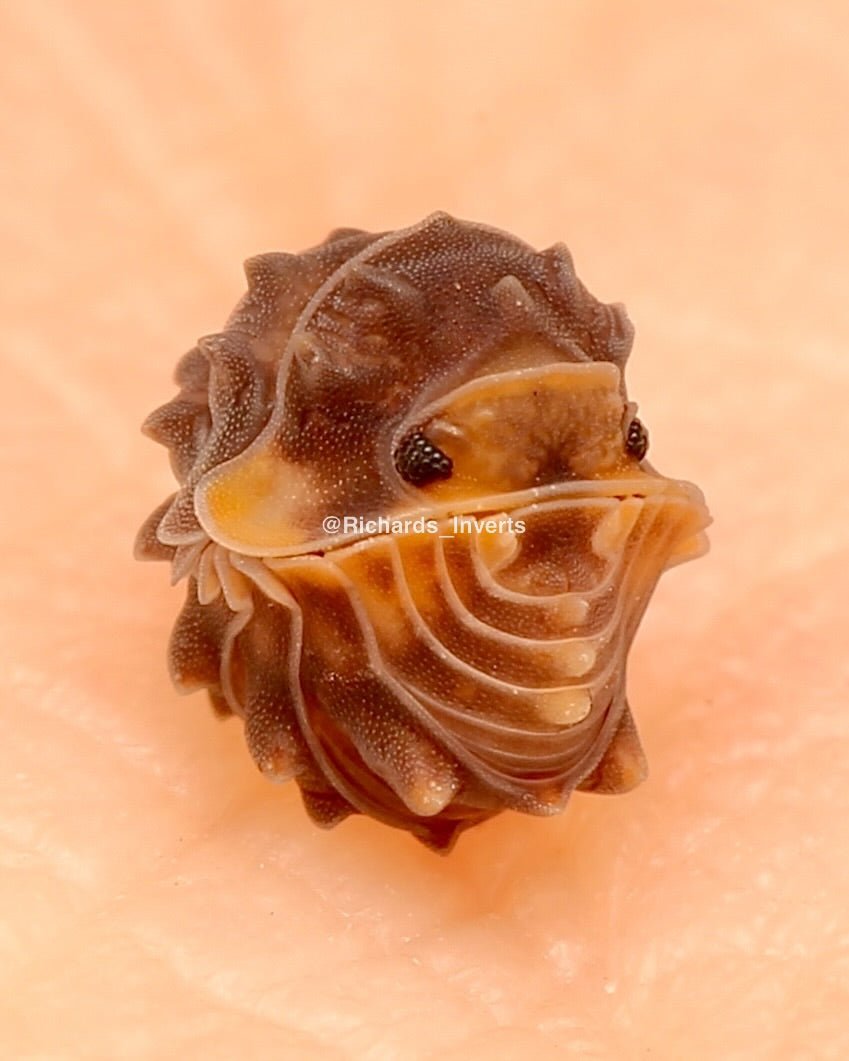 Shiny Gator Isopod, (Cubaris sp. "Shiny Gator") - Richard’s Inverts