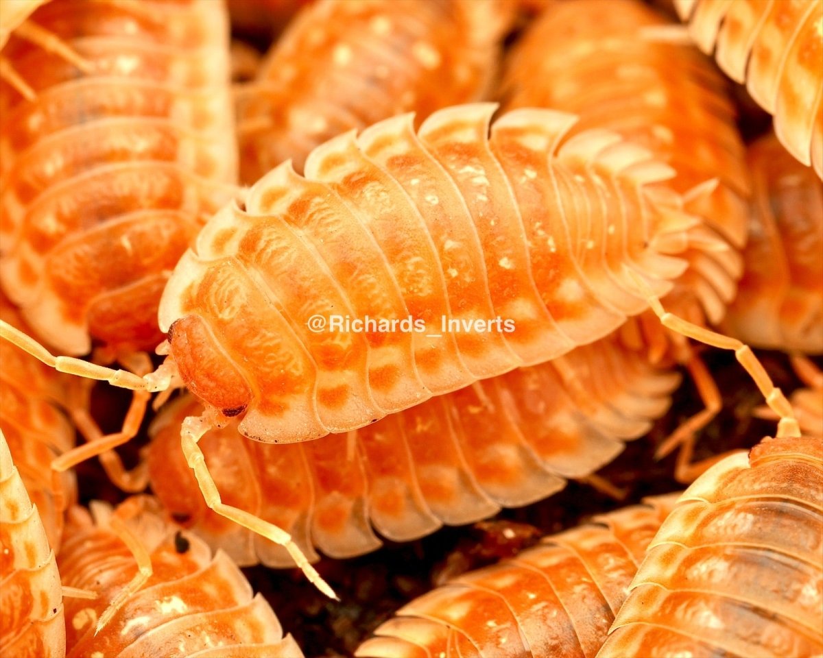 Shiny Skirted Isopod "Orange", (Oniscus asellus) - Richard’s Inverts