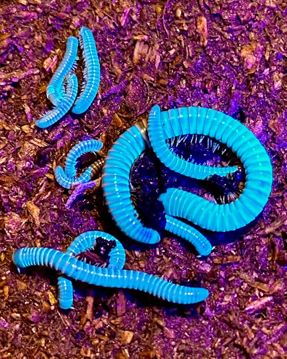 Siamese Glow Millipede, (Benoitolus siamensis) - Richard’s Inverts