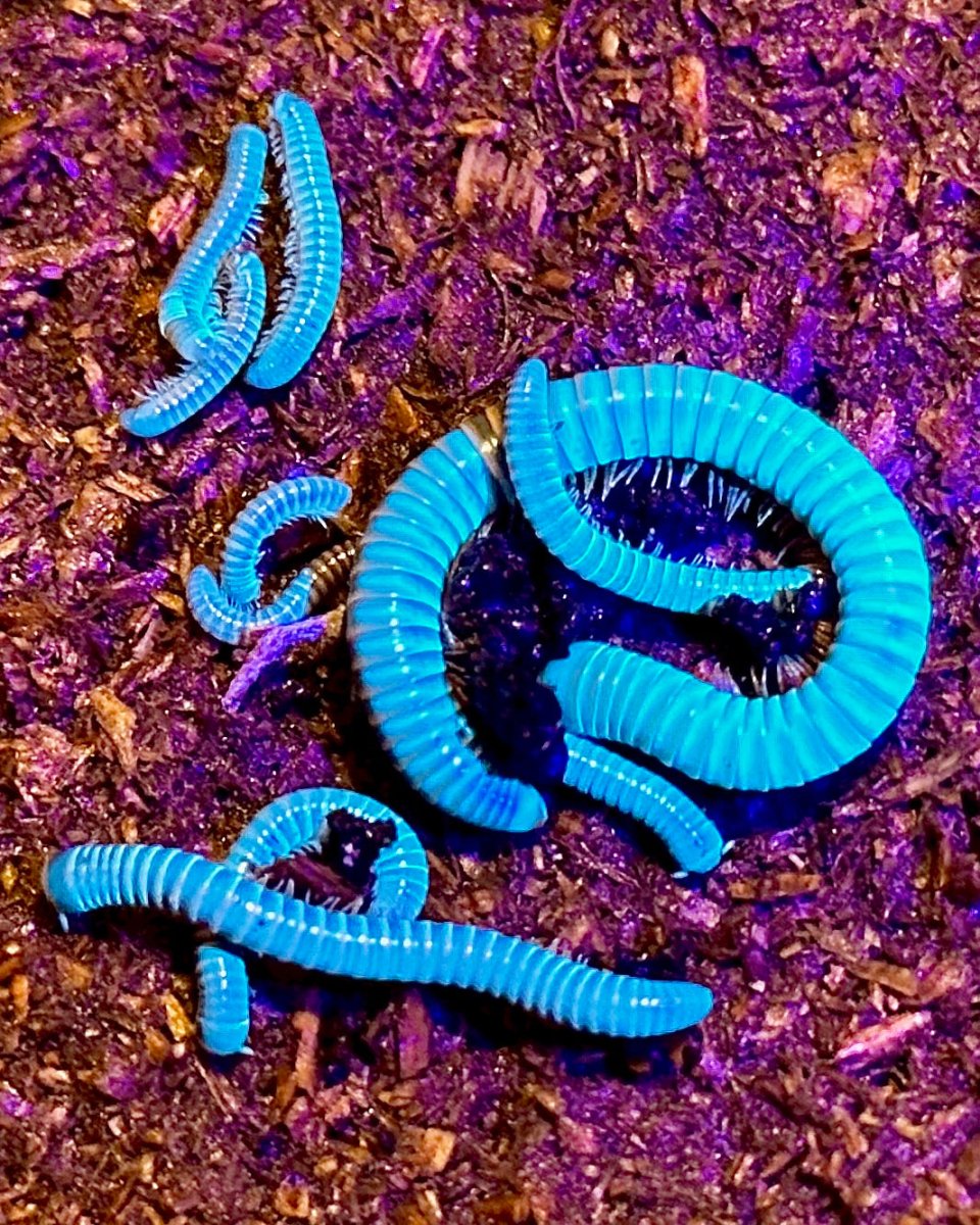 Siamese Glow Millipedes For Sale | Richard's Inverts
