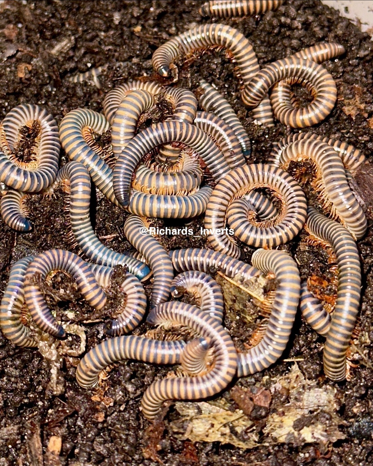 Siamese Glow Millipede, (Benoitolus siamensis) - Richard’s Inverts