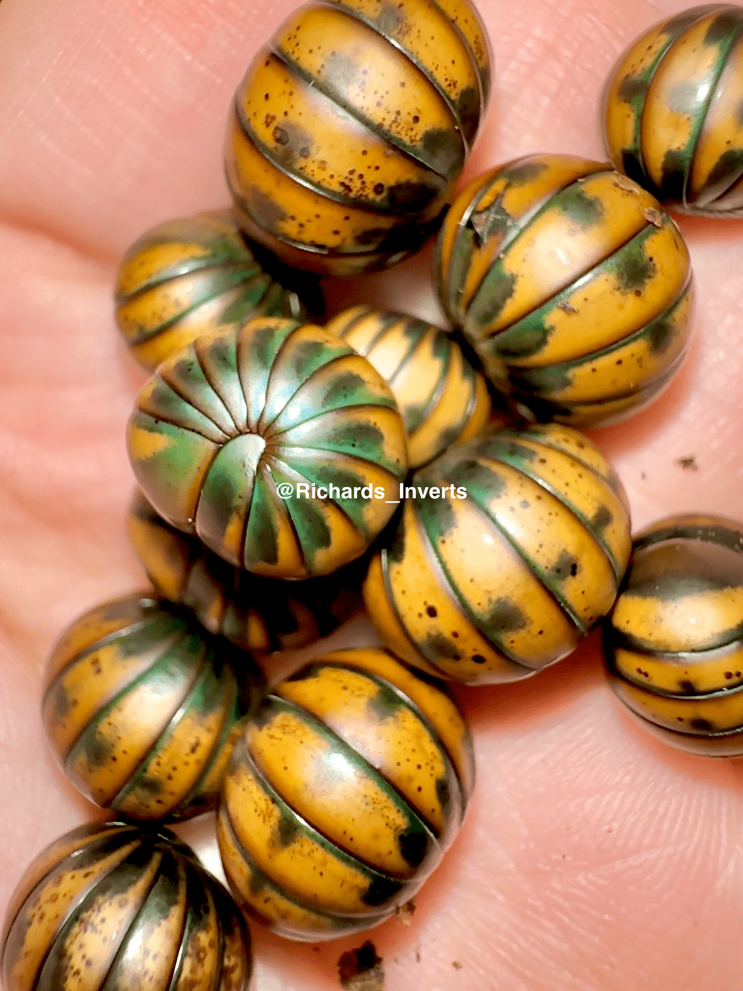 Siamese Pill Millipede, (Zephronia siamensis) - Richard’s Inverts