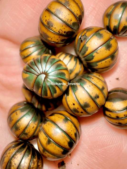 Siamese Pill Millipede, (Zephronia siamensis) - Richard’s Inverts
