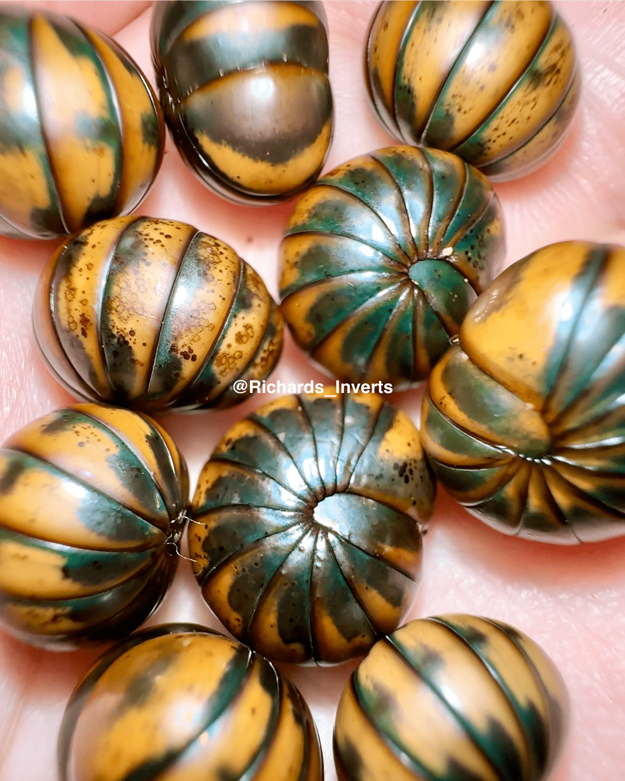 Siamese Pill Millipede, (Zephronia siamensis) - Richard’s Inverts