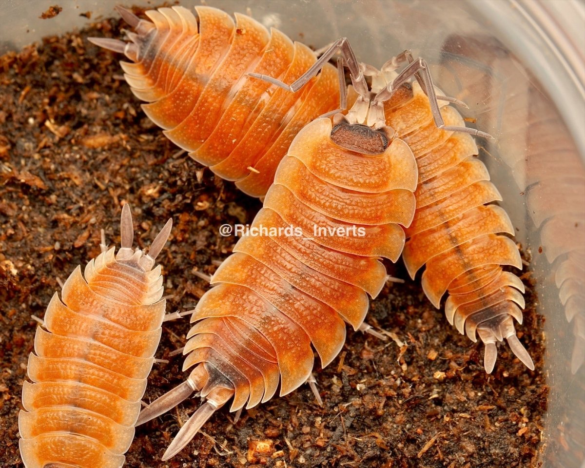 Silvestri Isopod "High Red", (Porcellio silvestri) - Richard’s Inverts