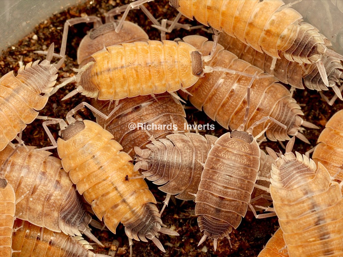 Silvestri Isopod, (Porcellio silvestri) - Richard’s Inverts