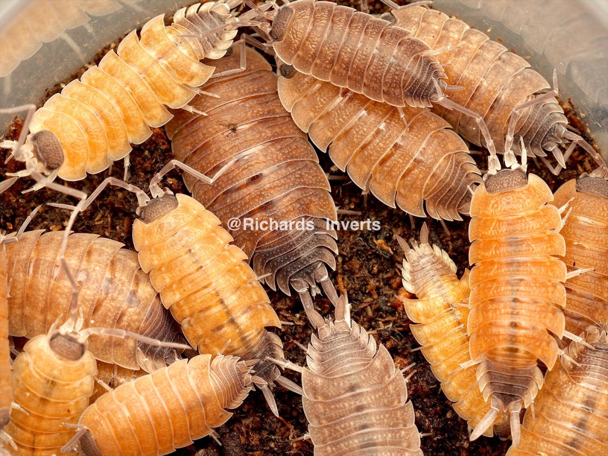 Silvestri Isopod, (Porcellio silvestri) - Richard’s Inverts