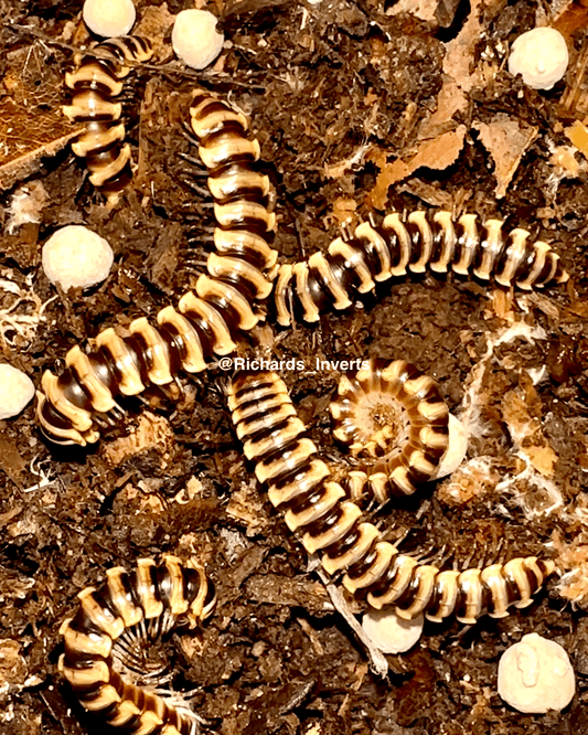 Skeleton Dragon Millipede, (Orthomorpha subkarschi) - Richard’s Inverts