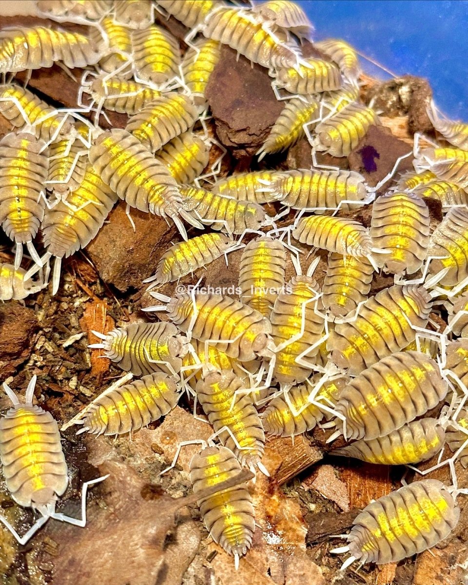 Skeleton Isopod "Yellow Ghost", (Porcellio bolivari) - Richard’s Inverts