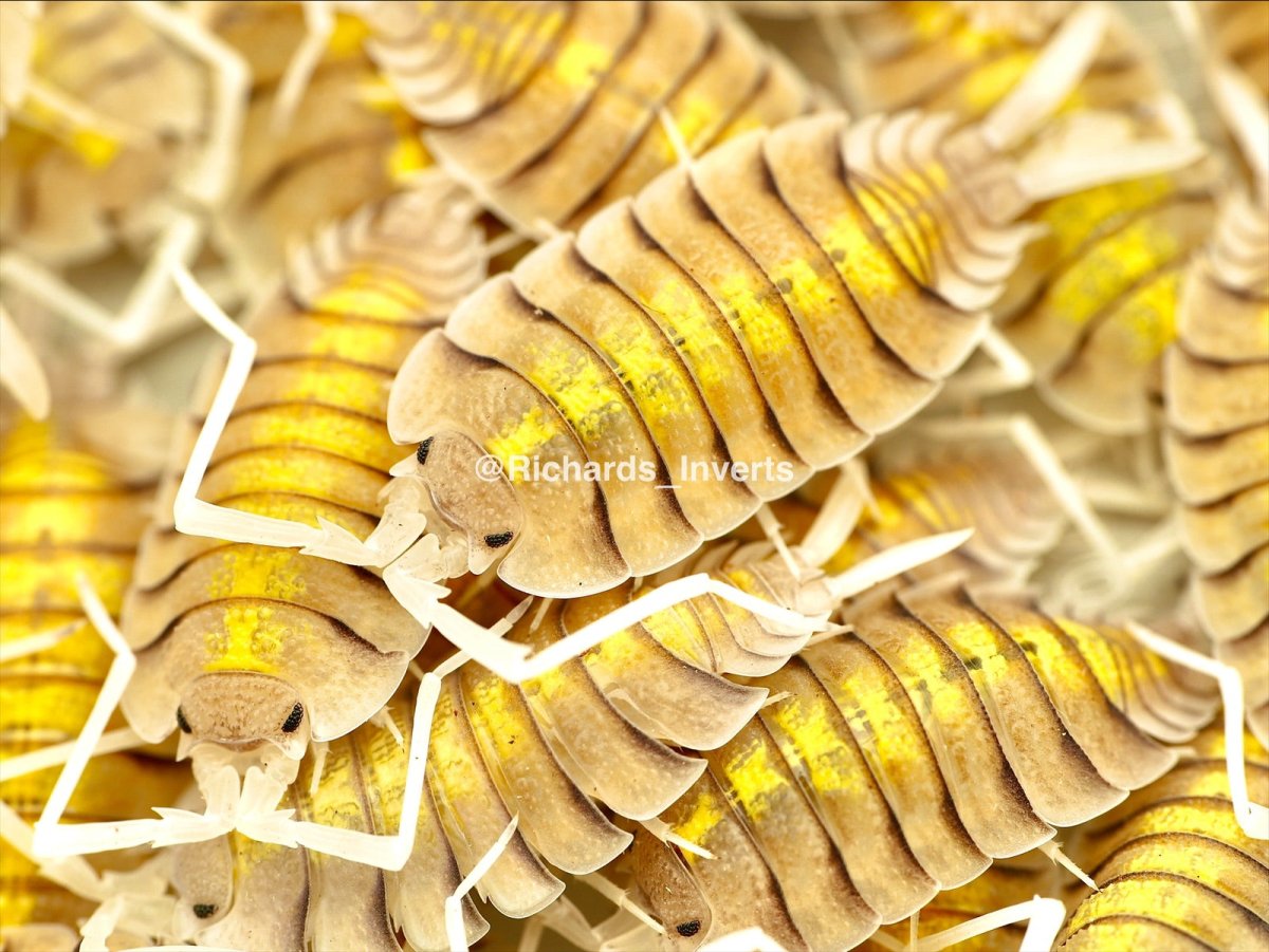 Skeleton Isopod "Yellow Ghost", (Porcellio bolivari) - Richard’s Inverts