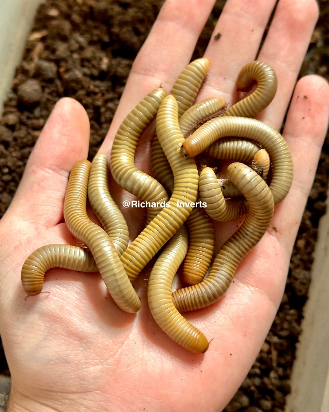 ⨂ Smoky Oak Millipede "Gold", (Narceus gordanus) - Richard’s Inverts
