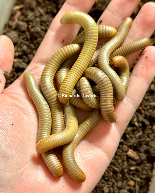 ⨂ Smoky Oak Millipede "Gold", (Narceus gordanus) - Richard’s Inverts