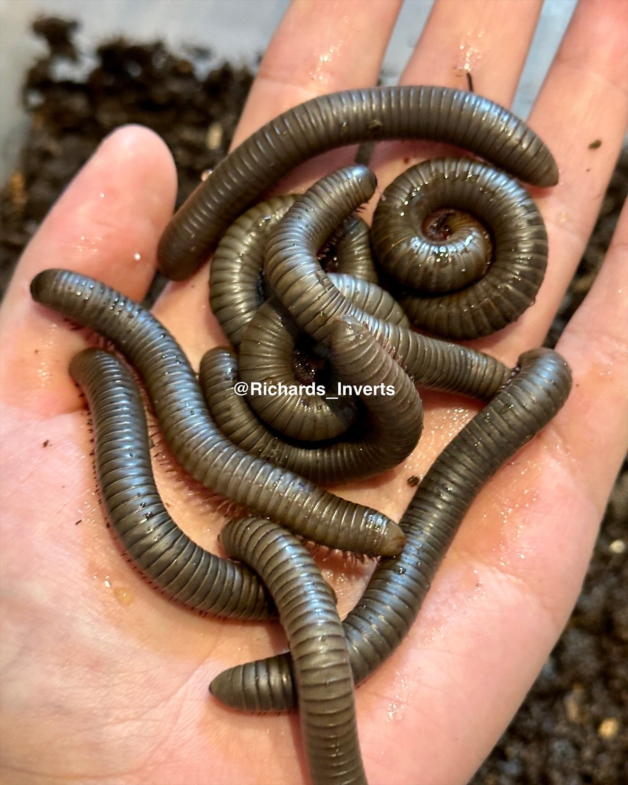 ⨂ Smoky Oak Millipede, (Narceus gordanus) - Richard’s Inverts