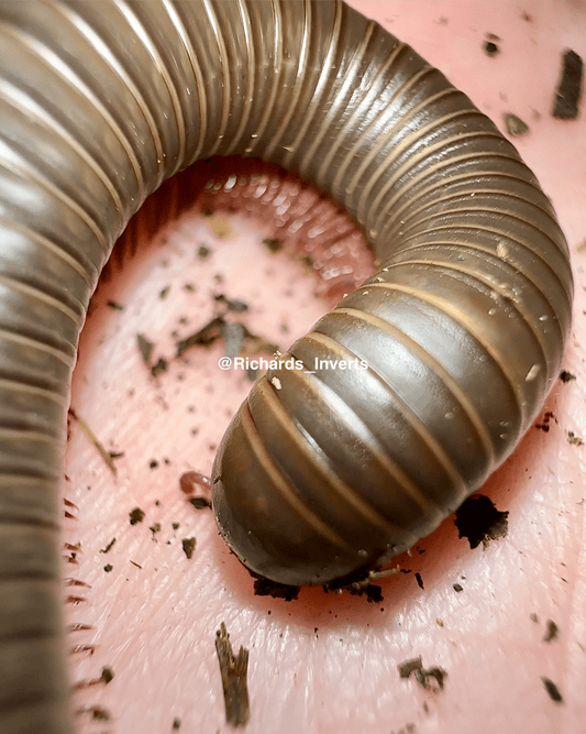 Smoky Oak Millipede, (Narceus gordanus) - Richard’s Inverts