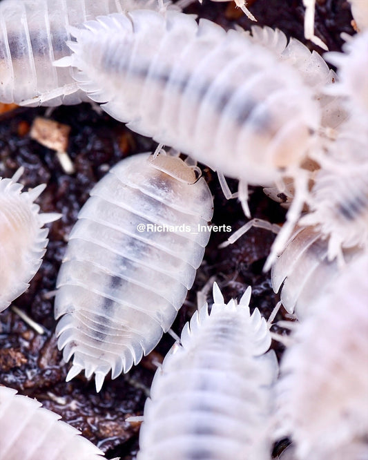 Snow White Isopod, (Porcellio laevis "Snow White") - Richard’s Inverts