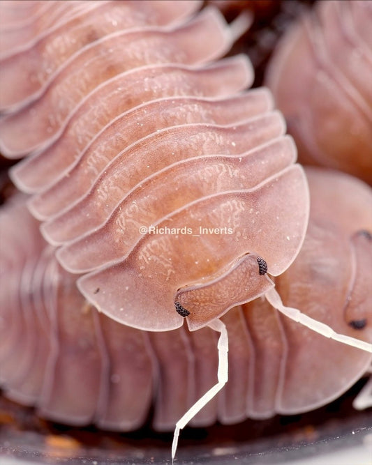 Soil Isopod, (Troglodillo sp. "Soil") - Richard’s Inverts