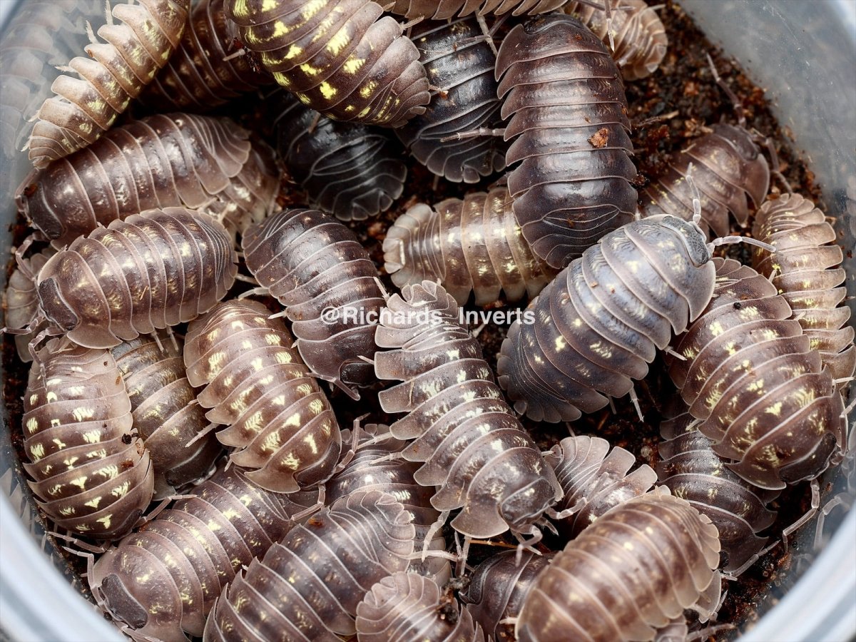 Southern Pill Isopod, (Armadillidium depressum) - Richard’s Inverts