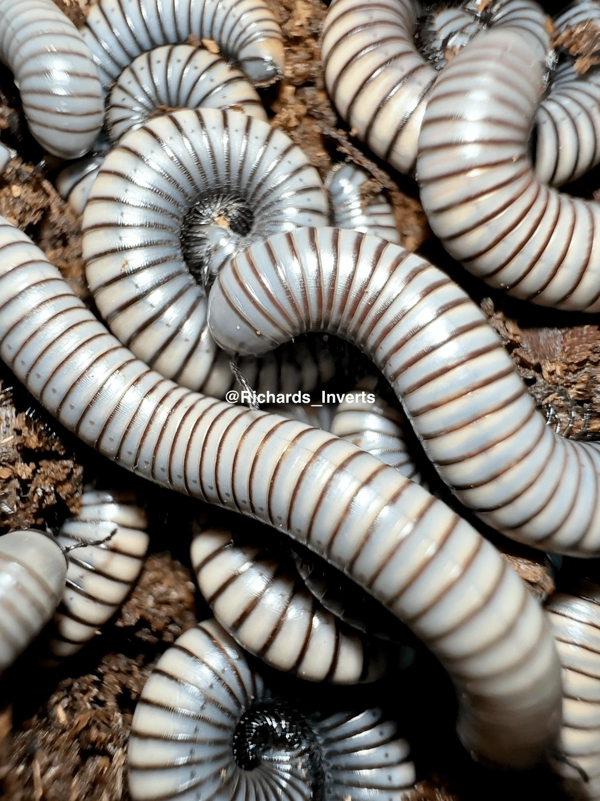 Spanish Silver Millipede, (Ommatoiulus rutilans) - Richard’s Inverts