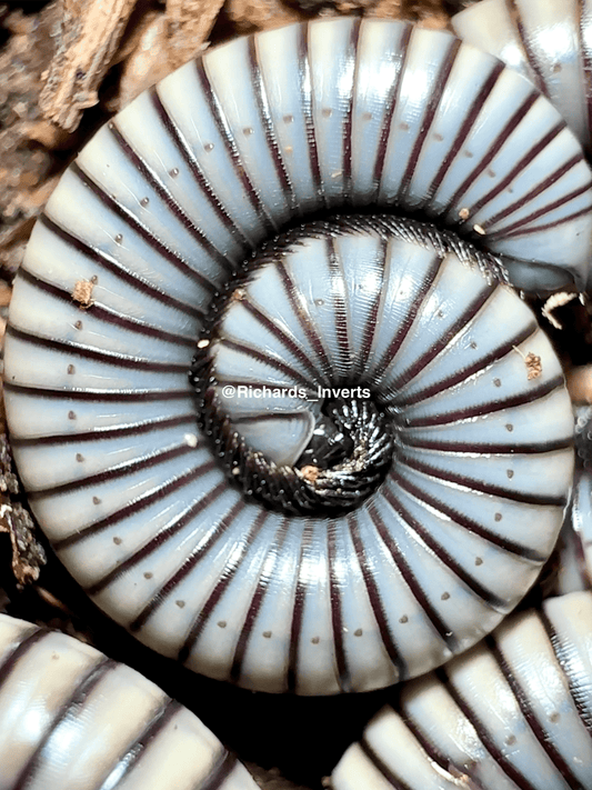 Spanish Silver Millipede, (Ommatoiulus rutilans) - Richard’s Inverts