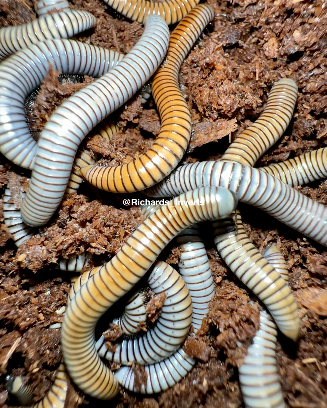 Spanish Zebra Millipede, (Ommatoiulus rutilans) - Richard’s Inverts