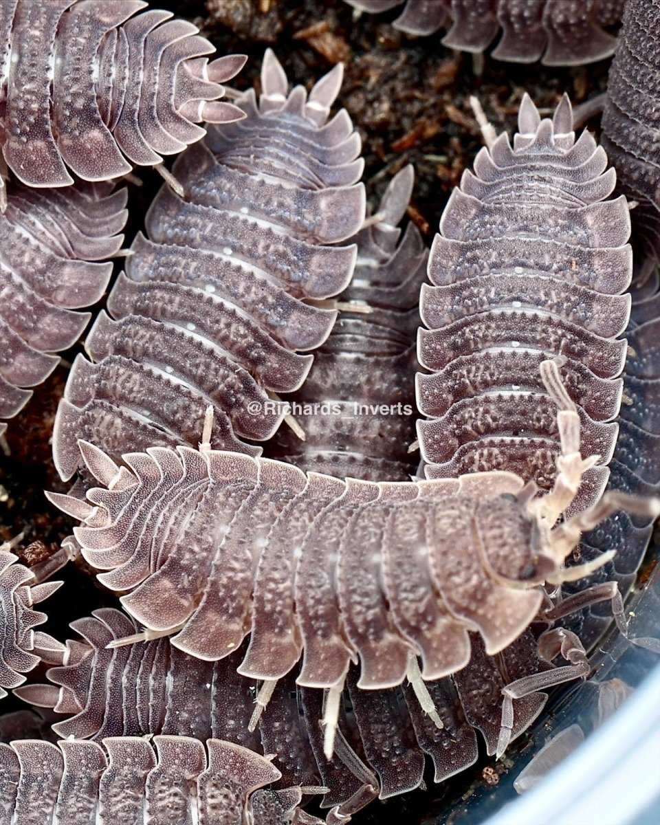 Spiky Isopod, (Porcellio echinatus) - Richard’s Inverts