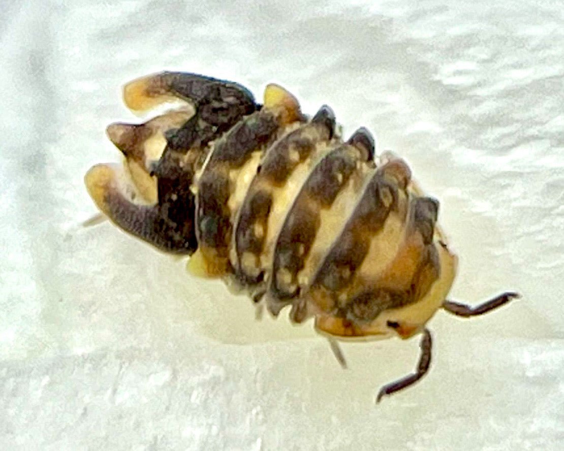 Spiky Torpedo Isopod, (Parakermania longa) - Richard’s Inverts