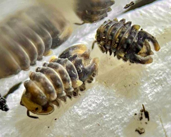 Spiky Torpedo Isopod, (Parakermania longa) - Richard’s Inverts