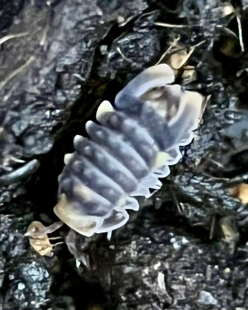 Spiky Torpedo Isopod, (Parakermania longa) - Richard’s Inverts