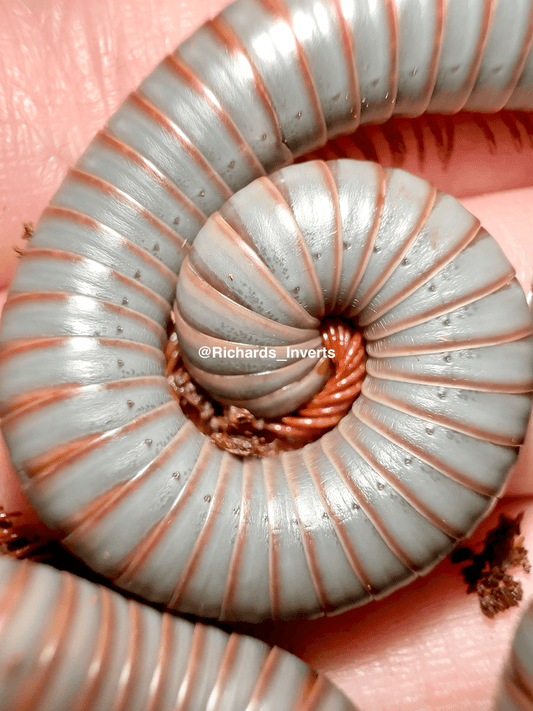 Steel Blue Millipede, (Atopochetus sp. "Steel Blue") - Richard’s Inverts
