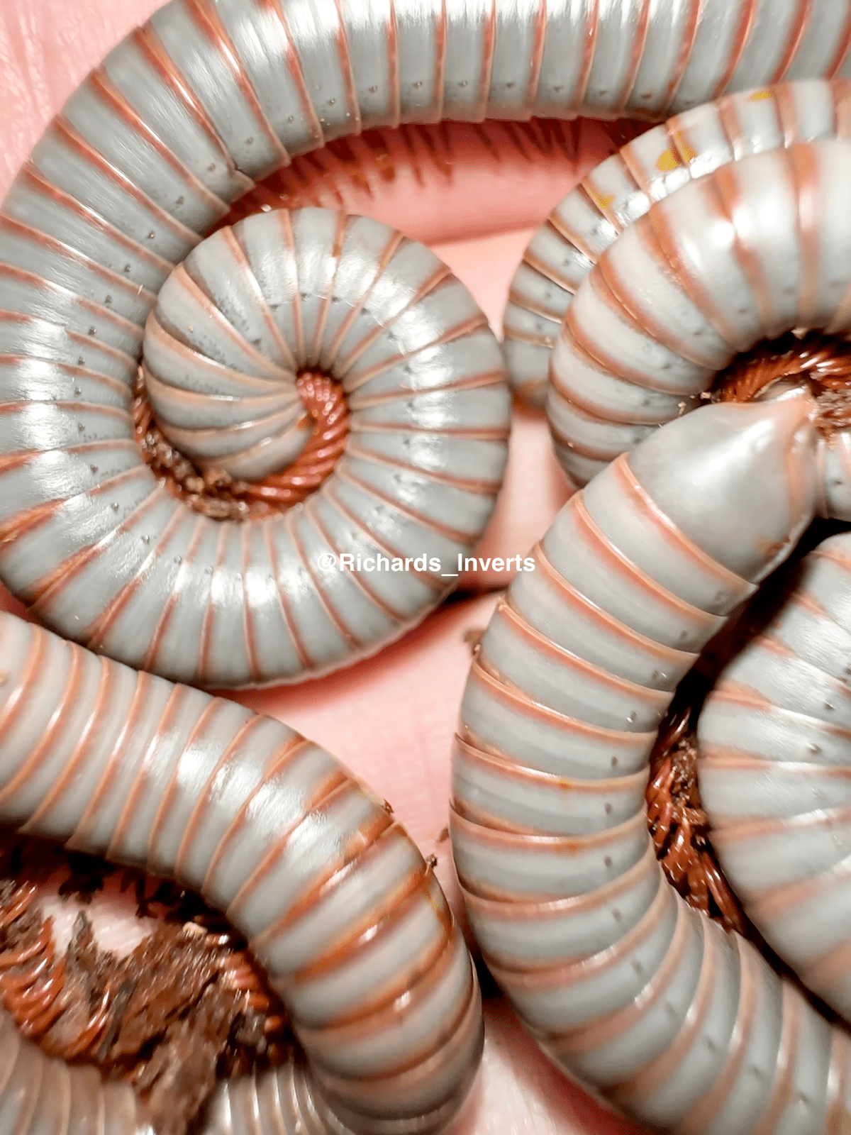 Steel Blue Millipede, (Atopochetus sp. "Steel Blue") - Richard’s Inverts