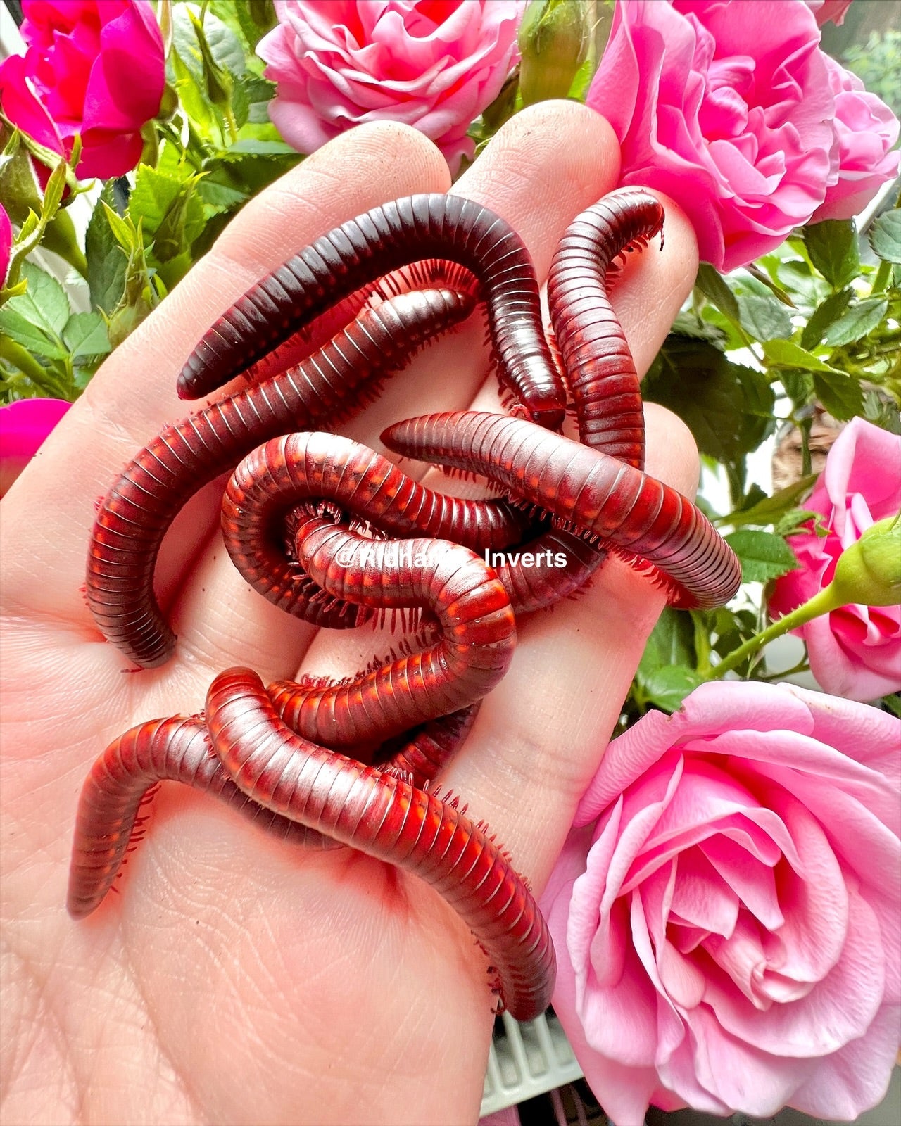 Strawberry Fire Millipede, (Centrobolus rugulosus) - Richard’s Inverts