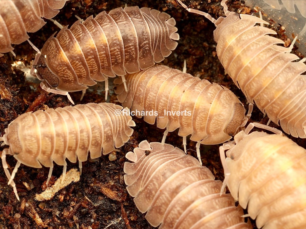 Striped Insular Isopod, (Armadillidium insulare) - Richard’s Inverts