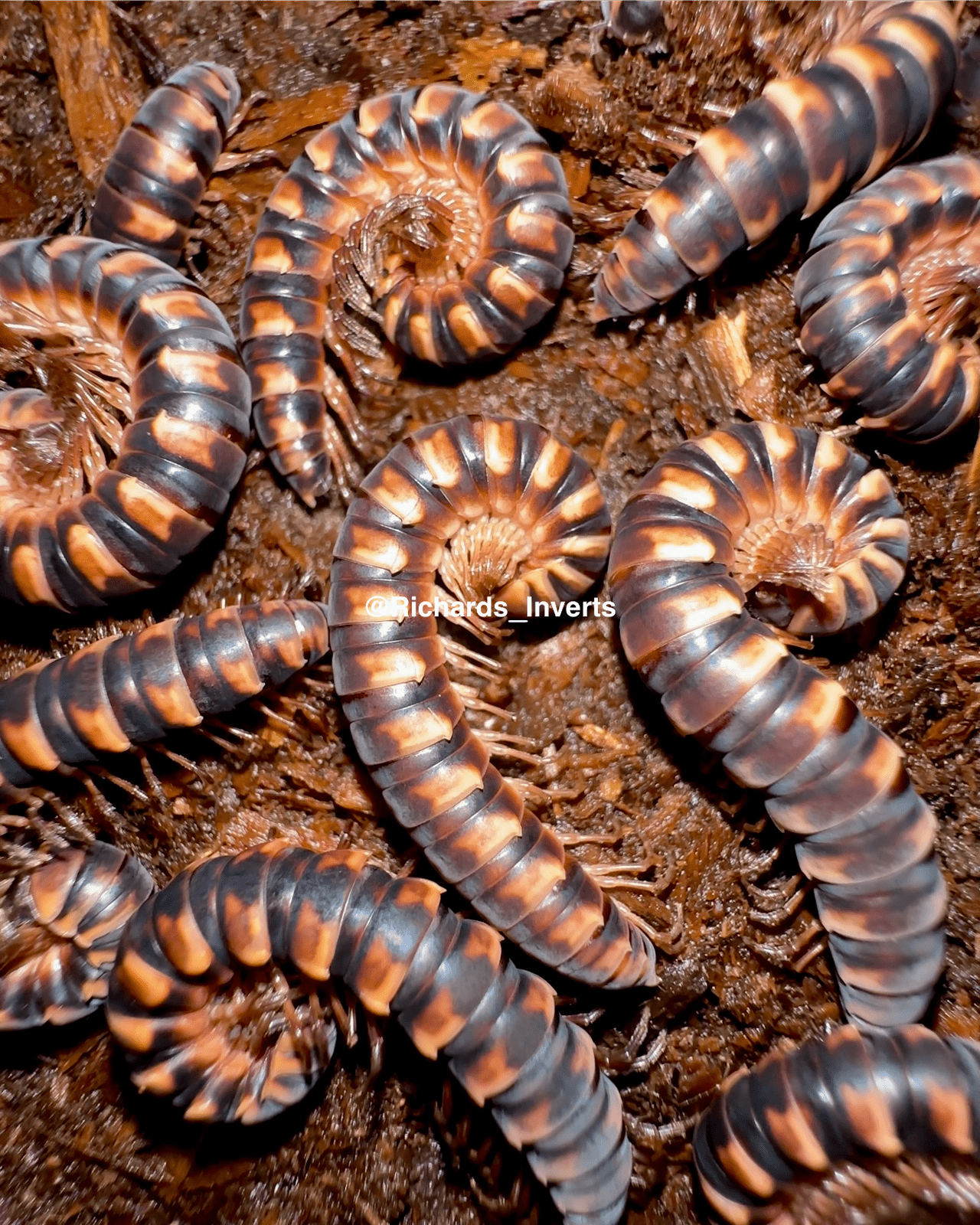 Sunburst Flatback Millipede, (Paradoxosomatidae sp. "Sunburst") - Richard’s Inverts