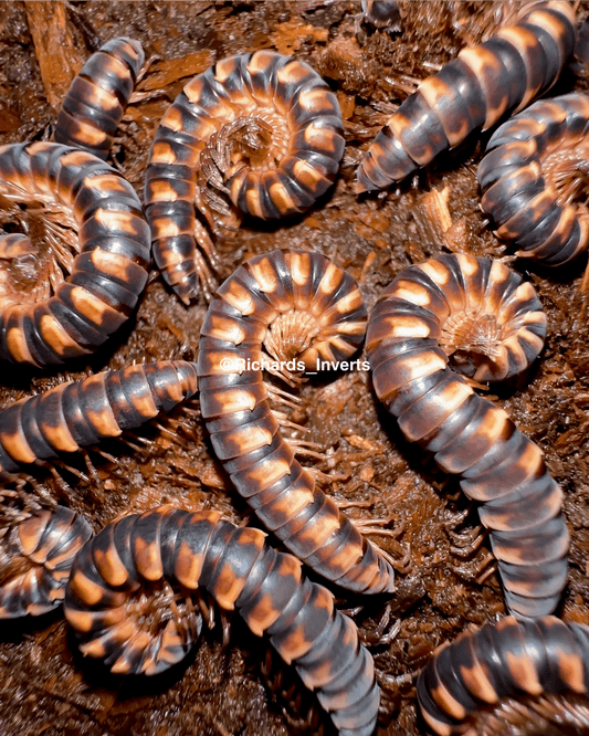Sunburst Flatback Millipede, (Paradoxosomatidae sp. "Sunburst") - Richard’s Inverts