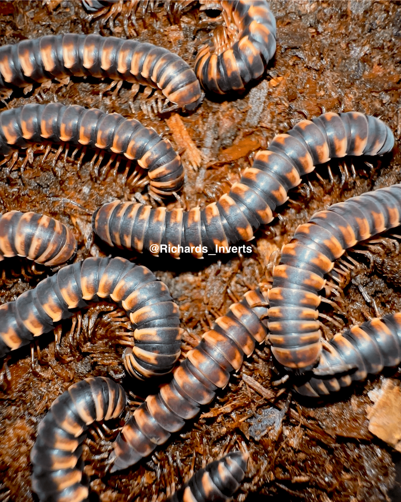 Sunburst Flatback Millipede, (Paradoxosomatidae sp. "Sunburst") - Richard’s Inverts