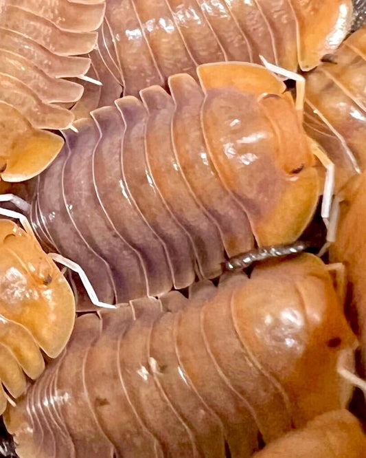 Sunset Queen Isopod, (Troglodillo sp. 'Sunset Queen') - Richard’s Inverts