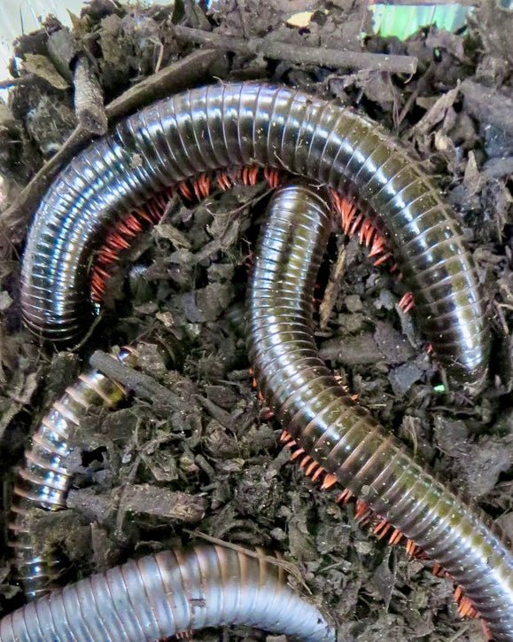 Tanzanian Red Legged Millipede, (Epibolus pulchripes) - Richard’s Inverts