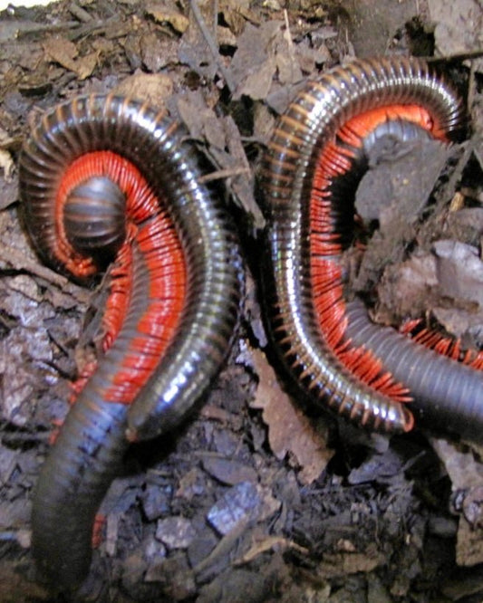 Tanzanian Red Legged Millipede, (Epibolus pulchripes) - Richard’s Inverts