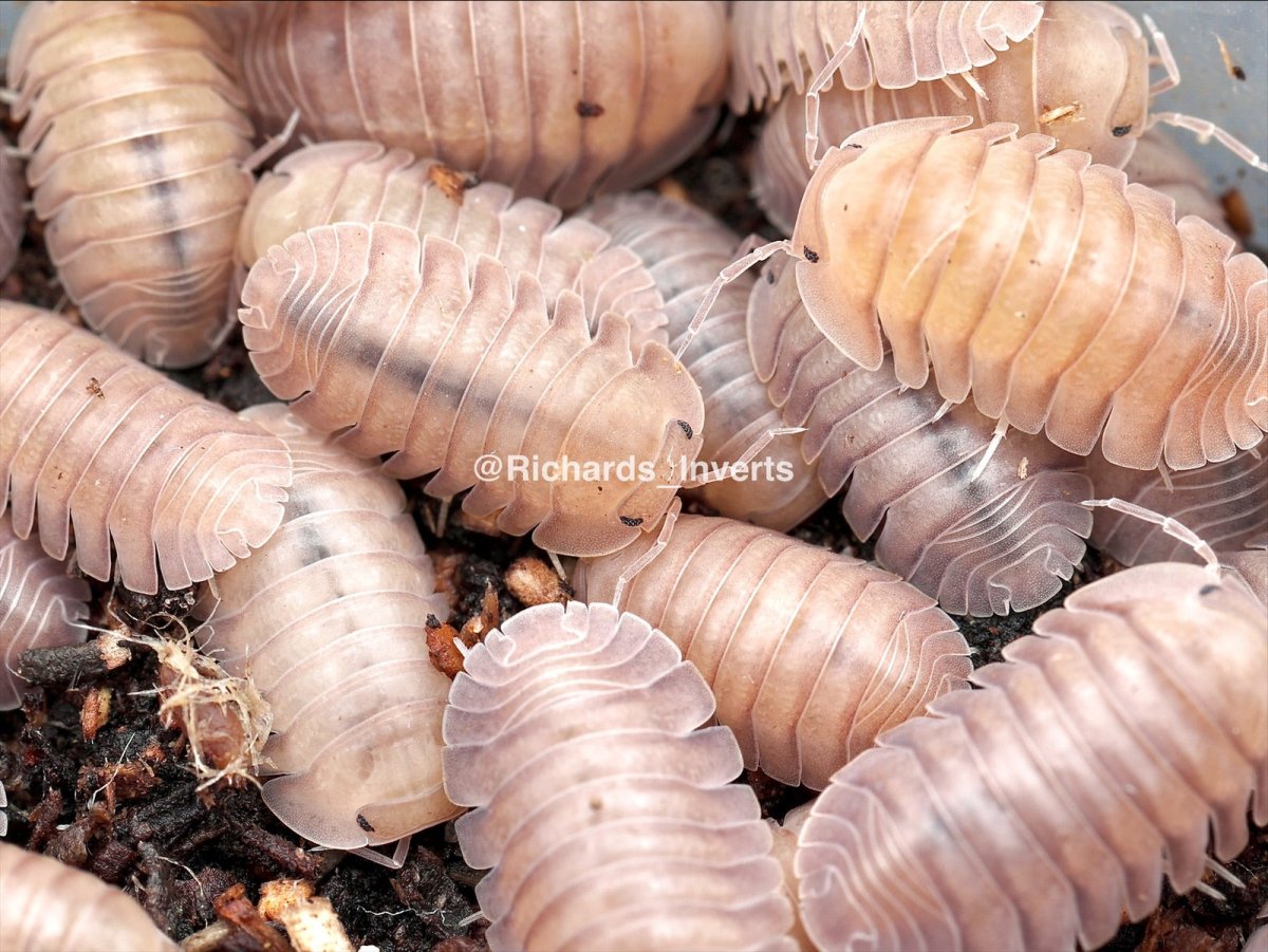 Thai Blue Angel Isopod, (Cubaris sp. "Thai Blue Angel") - Richard’s Inverts