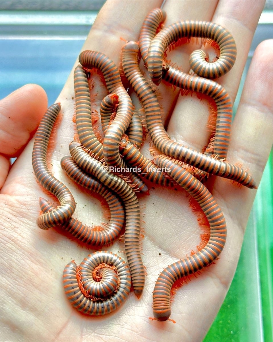 Thai Rainbow Millipede, (Atopochetus spinimargo) - Richard’s Inverts