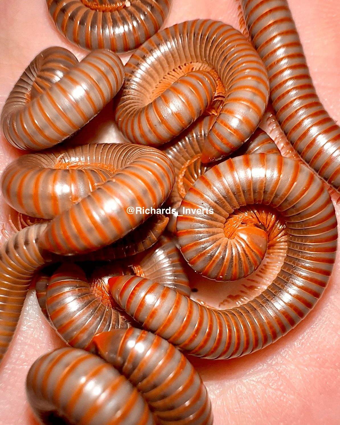 Thai Rainbow Millipede "Red Saturn", (Atopochetus spinimargo) - Richard’s Inverts