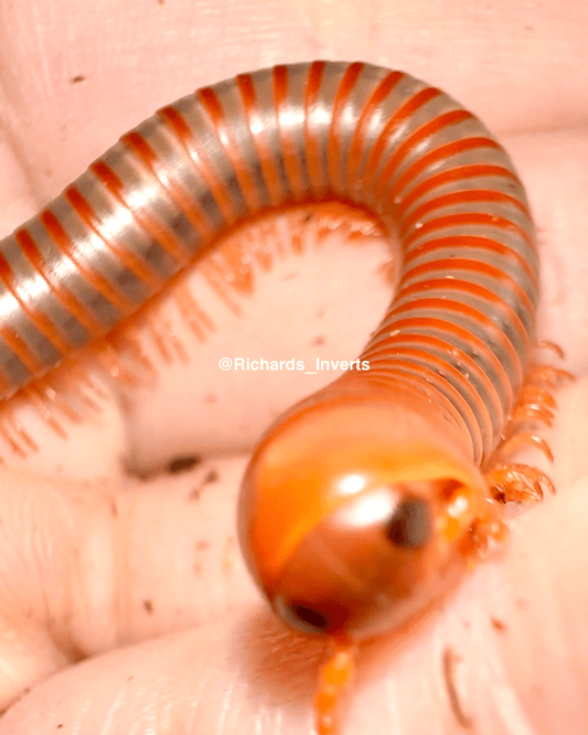 Thai Rainbow Millipede "Red Saturn", (Atopochetus spinimargo) - Richard’s Inverts