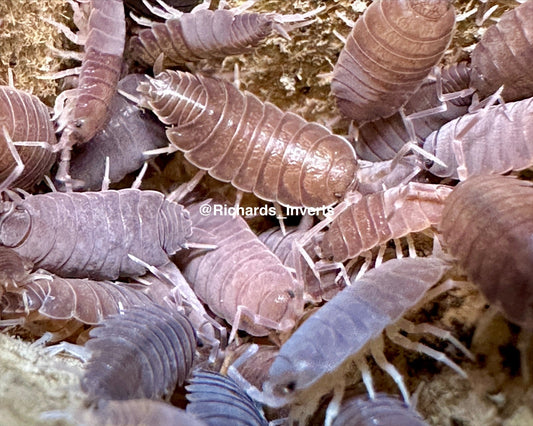 Tropical Powder Isopod, (Porcellionides pruinosus) - Richard’s Inverts