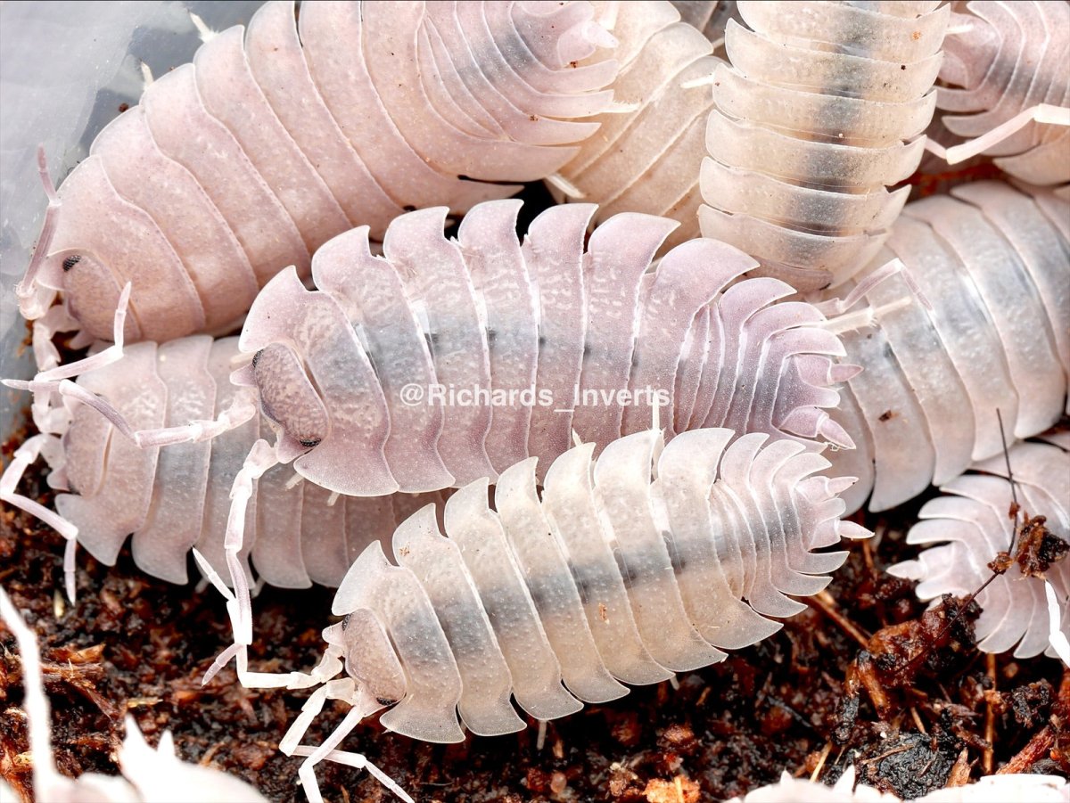 Violet Isopod, (Porcellio baeticensis "Violet") - Richard’s Inverts