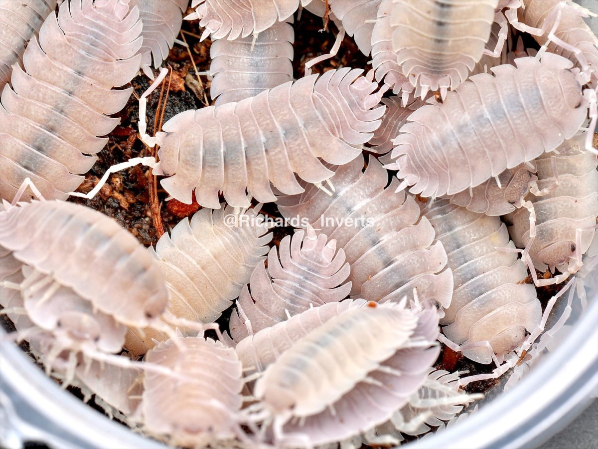 Violet Isopod, (Porcellio baeticensis "Violet") - Richard’s Inverts