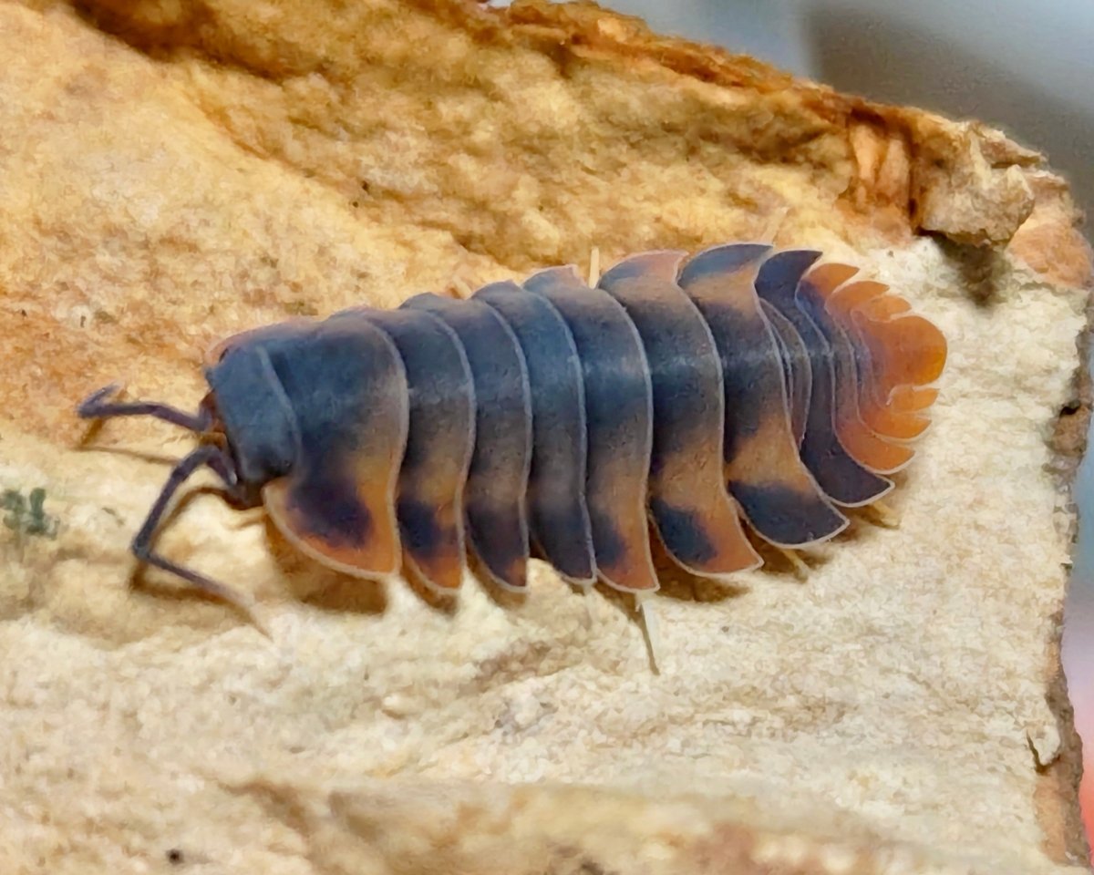 Volcano Isopod, (Merulanella sp. "Volcano") - Richard’s Inverts