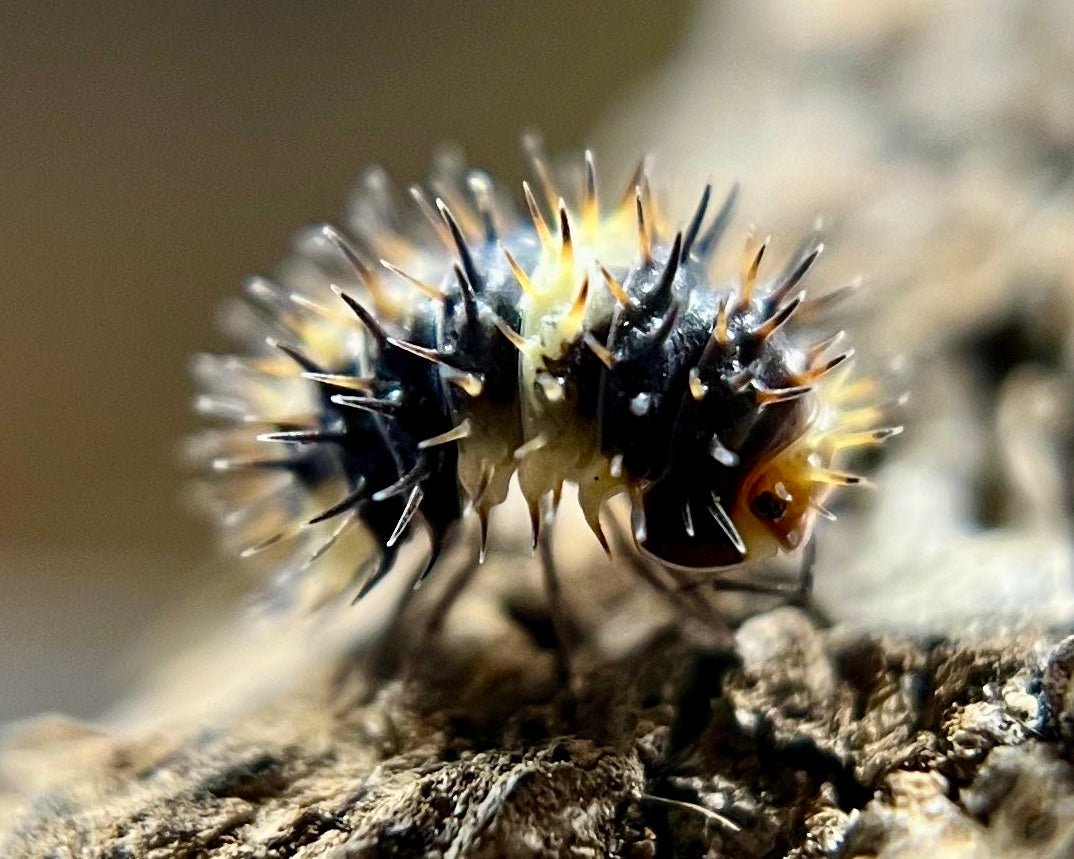 White Stripe Spiky Isopod, (Laureola sp. "White Stripe Spiky") - Richard’s Inverts